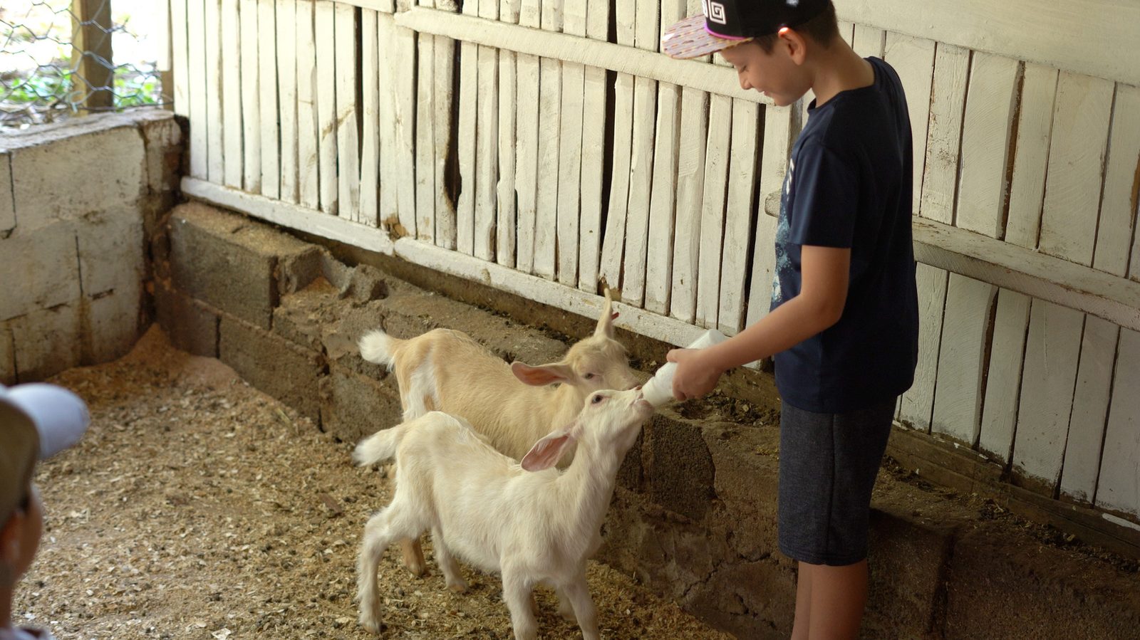 Criança participando da ordenha